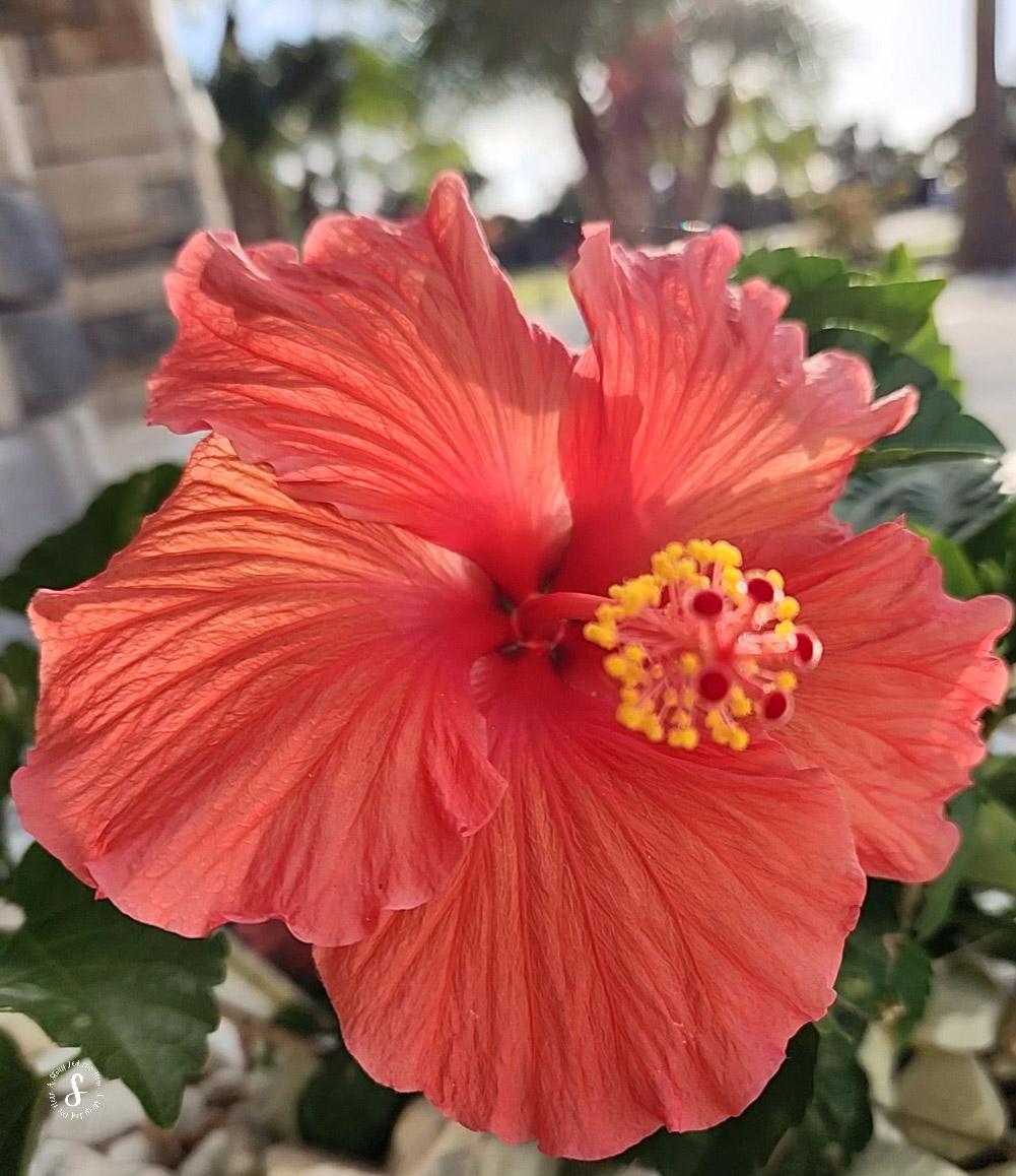 100 Days of Stories – Day 6: A FLOWER BLOOMS